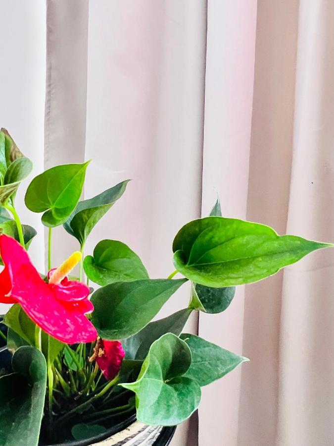 Cozy Apartment Turnu Magurele ภายนอก รูปภาพ